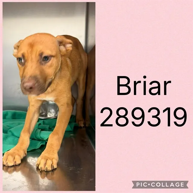 Briar