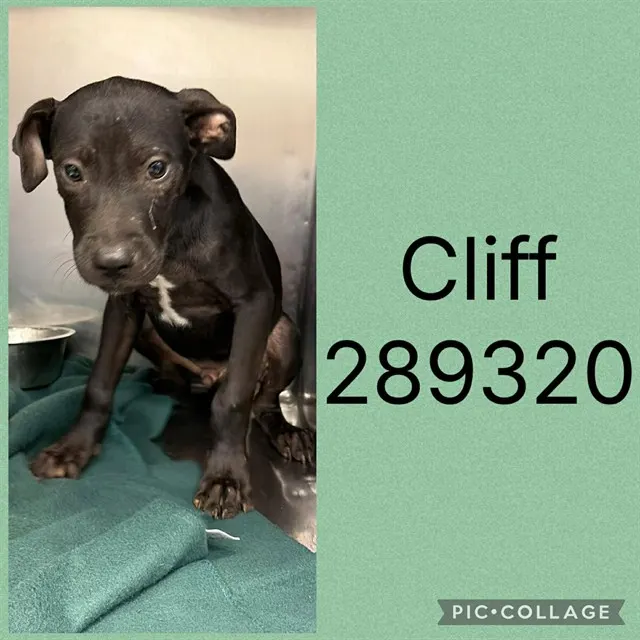 Cliff