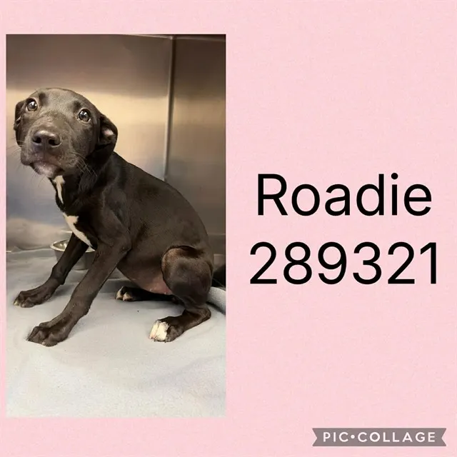Roadie