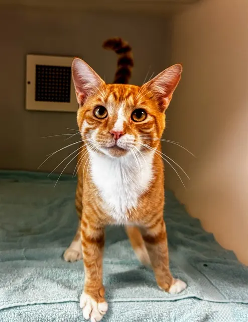 Rusty