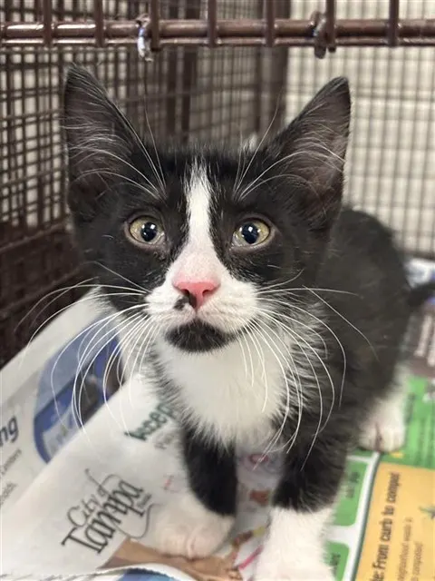 Adoptable Cat