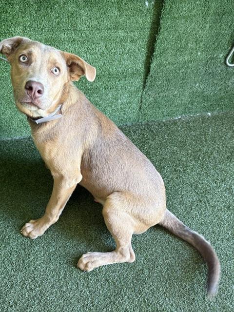 Adoptable Dog