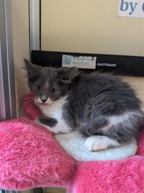 Coco