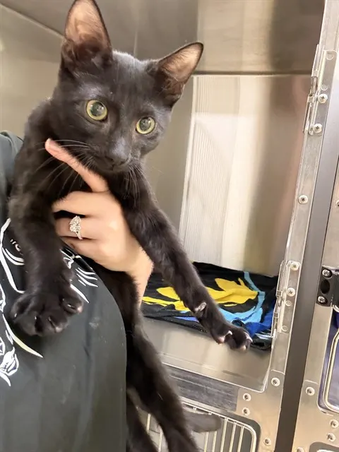 Simon