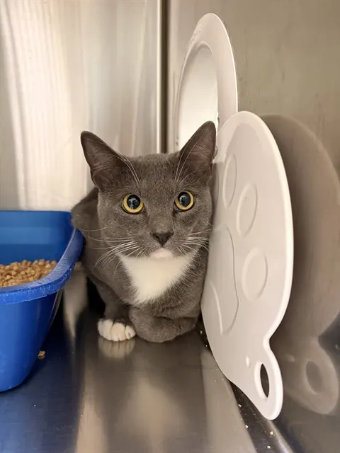 Mouse