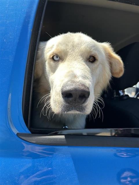 Zane