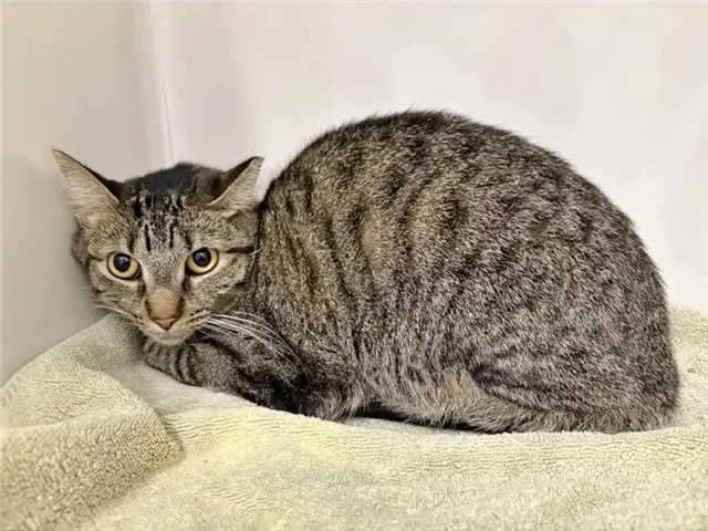 Baby Cat