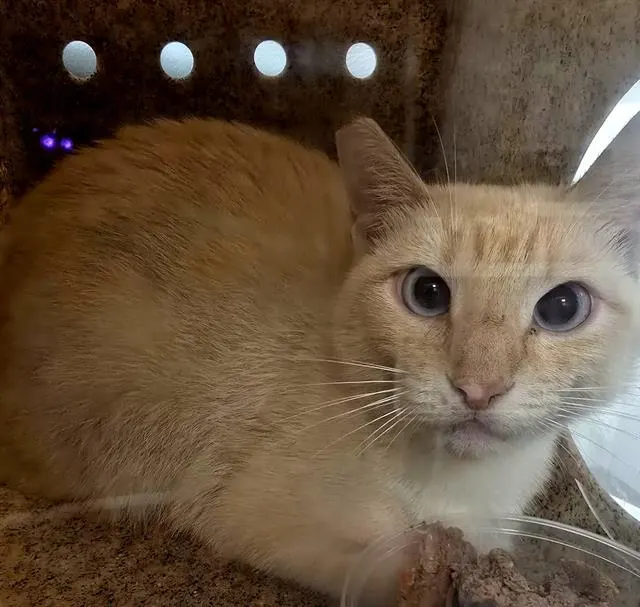 Butters