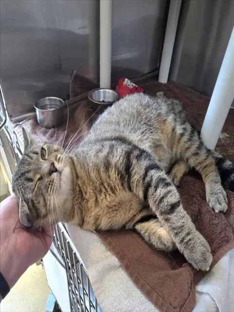 *Mroww