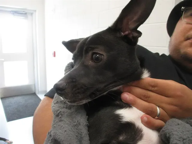 Adoptable Dog