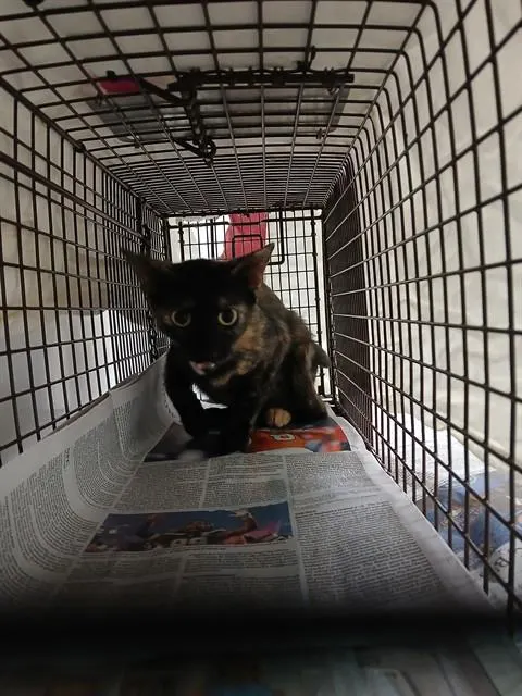 Adoptable Cat