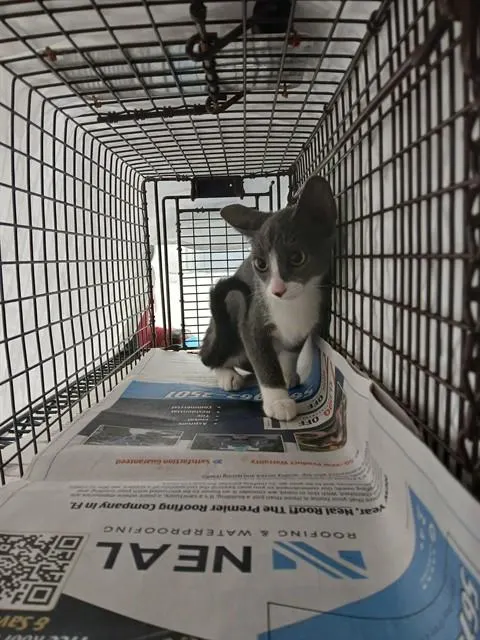 Adoptable Cat