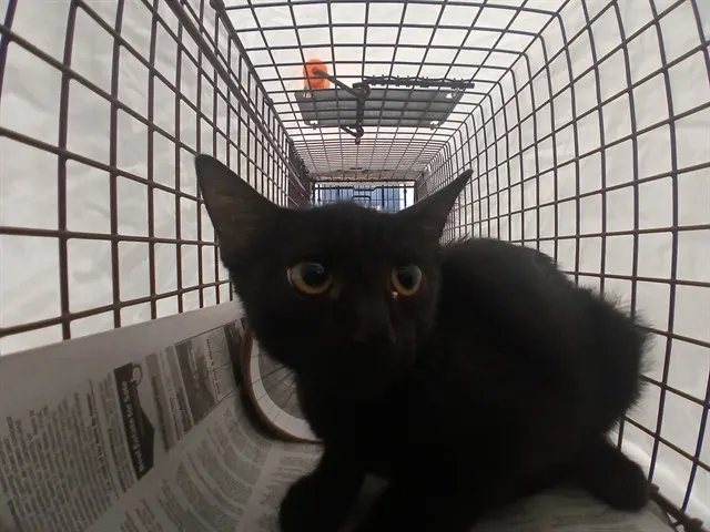 Adoptable Cat