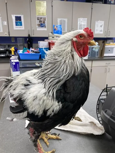 Foghorn Leghorn