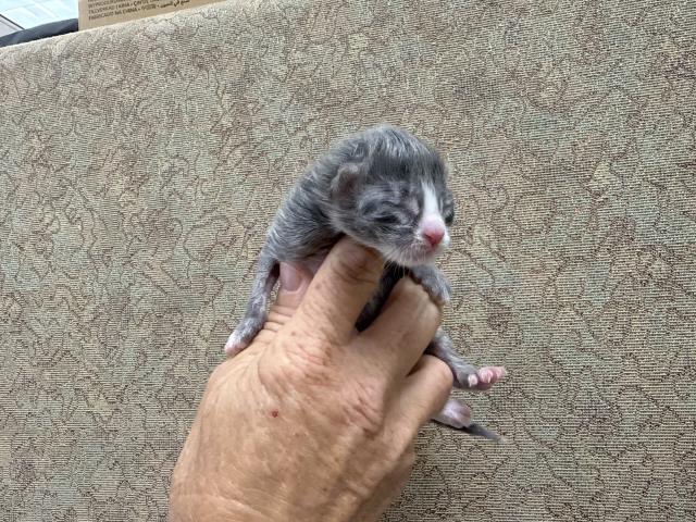 Adoptable Cat