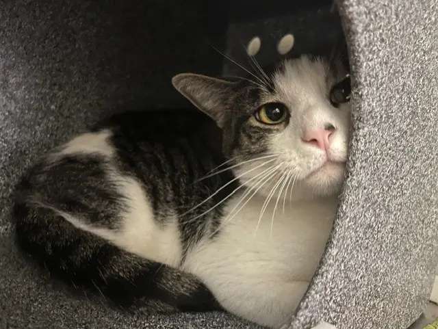 Juno
