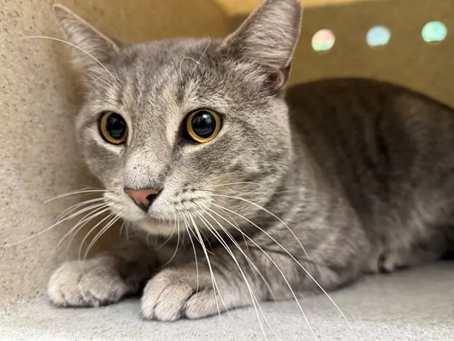 Adoptable Cat