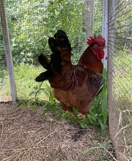 Adoptable Bird