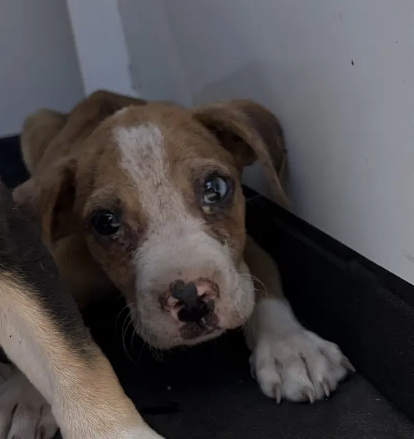 Adoptable Dog
