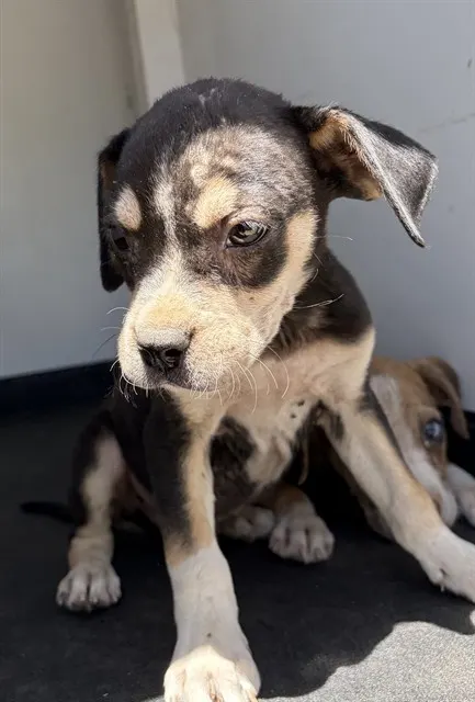 Adoptable Dog