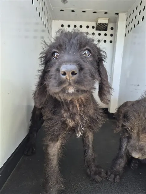 Adoptable Dog