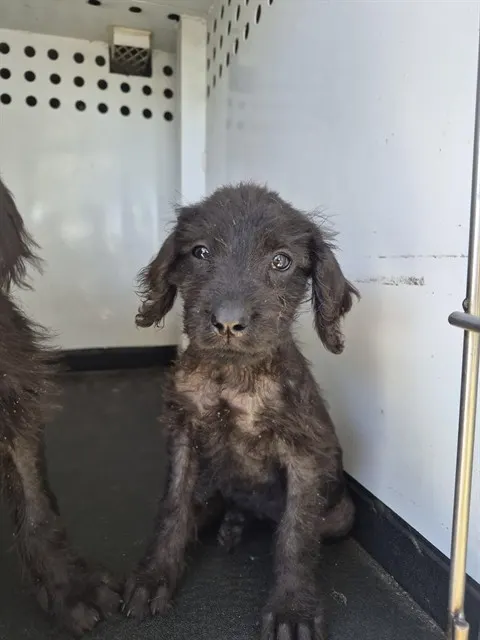 Adoptable Dog