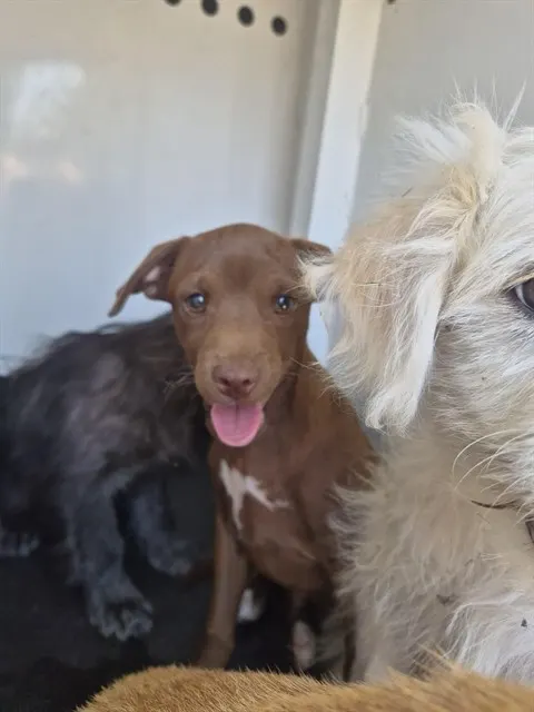 Adoptable Dog