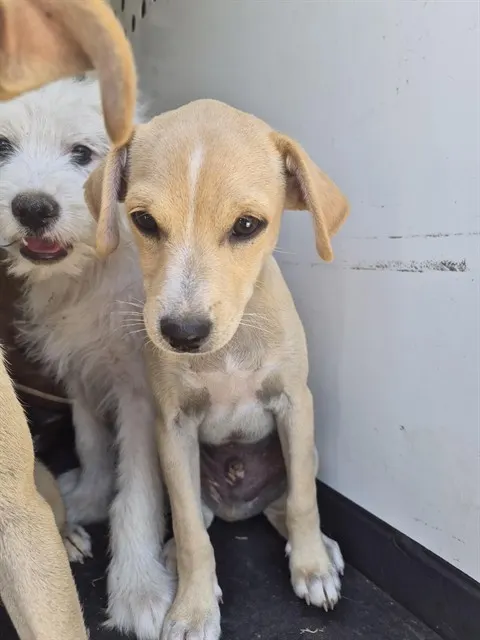 Adoptable Dog