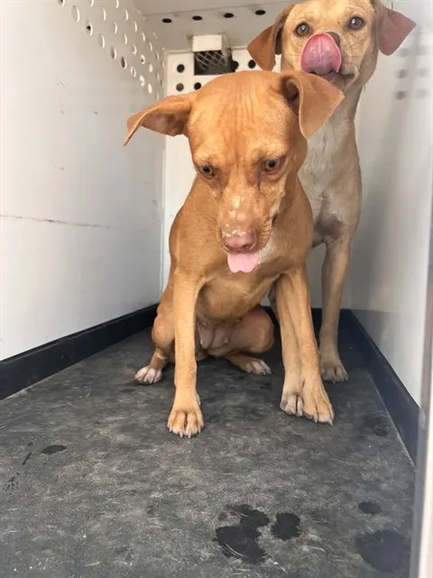 Adoptable Dog