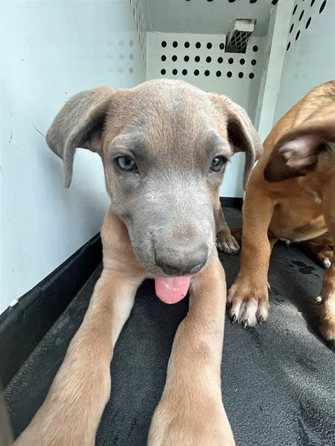 Adoptable Dog