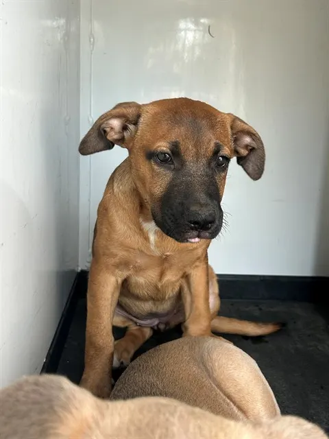 Adoptable Dog