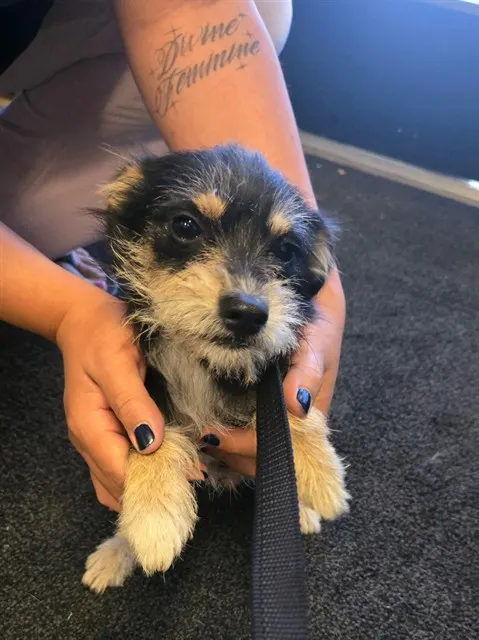Coco