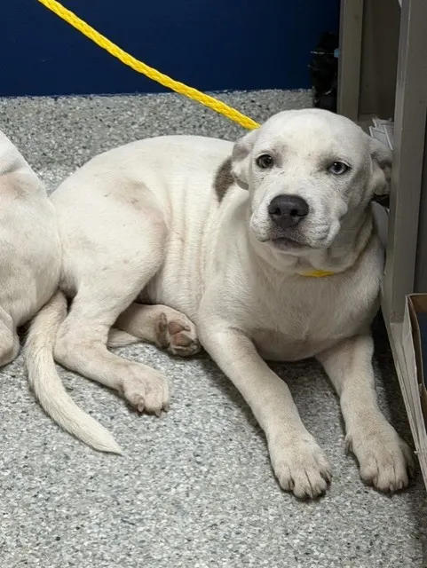 Adoptable Dog