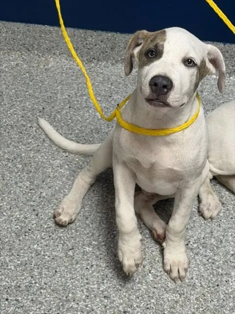 Adoptable Dog