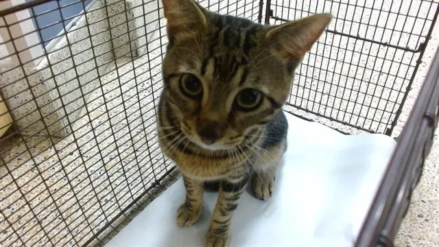 Milo