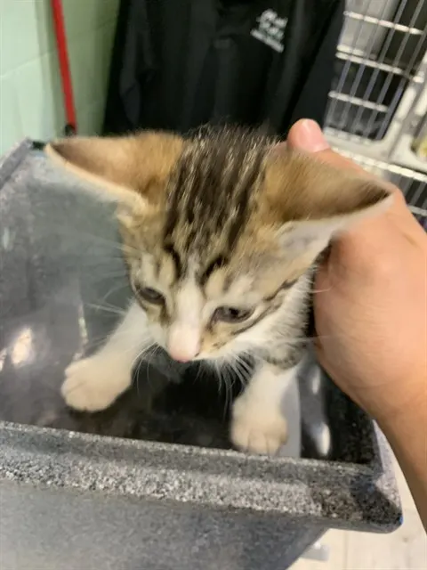Biscuit