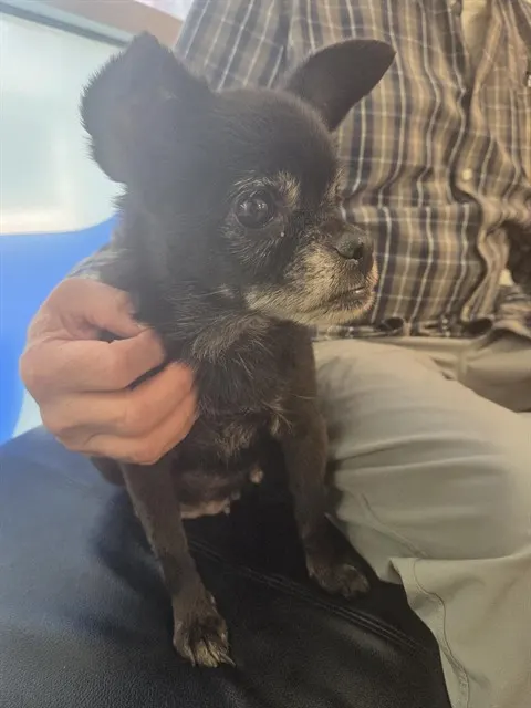 Adoptable Dog