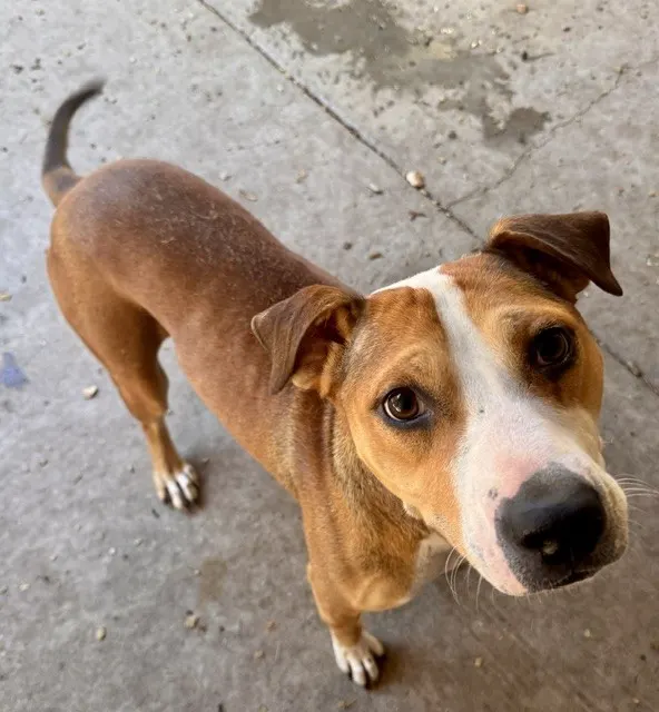Roo