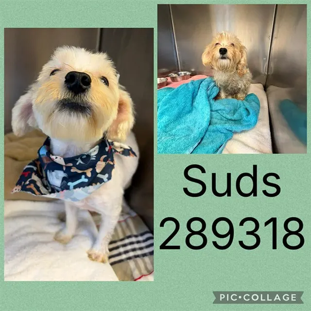 Suds