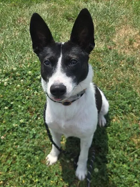 Domino