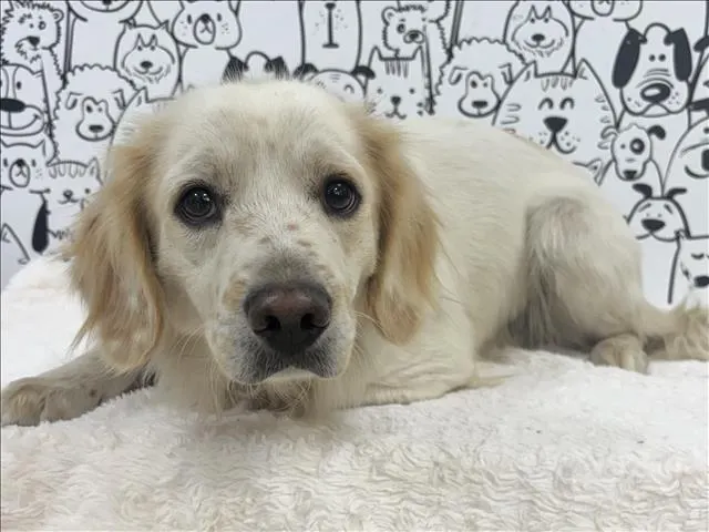 Blanco
