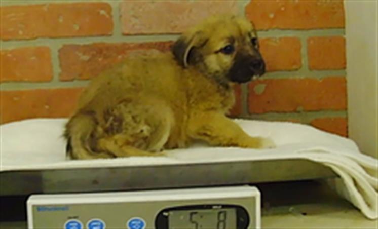 Adoptable Dog