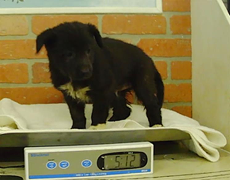 Adoptable Dog
