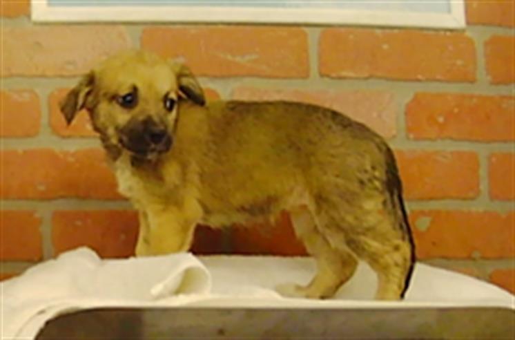 Adoptable Dog