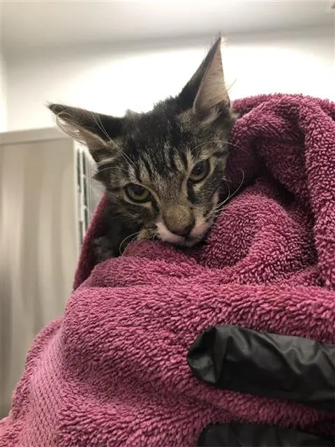 Adoptable Cat