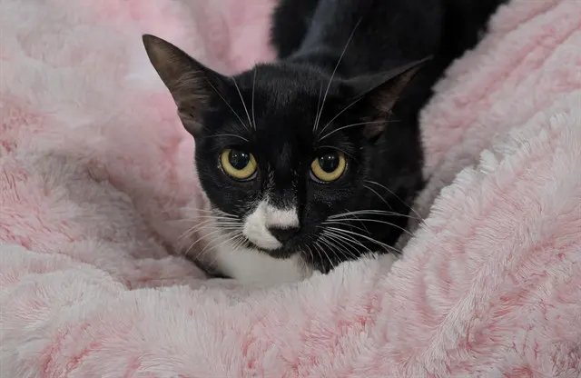 Stray Not Available