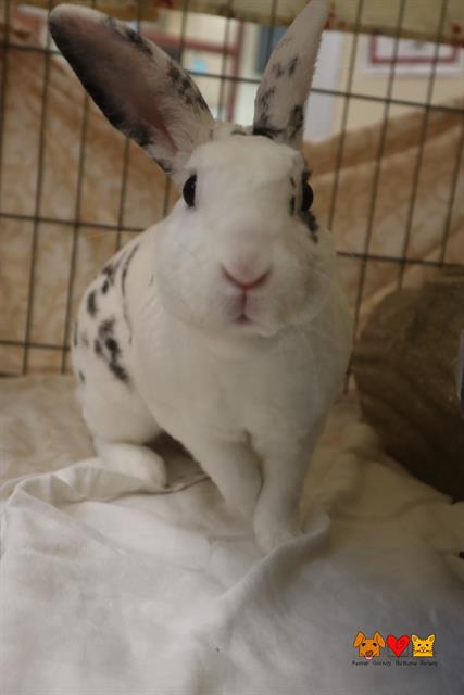 Elliot