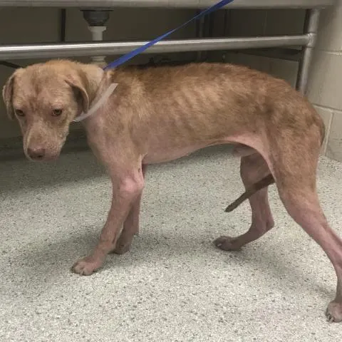 Adoptable Dog