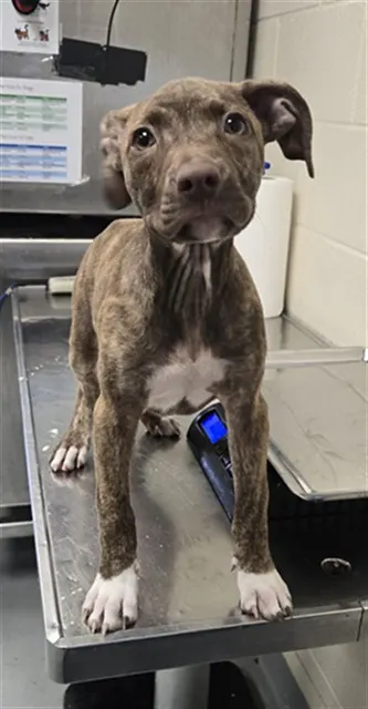 Adoptable Dog