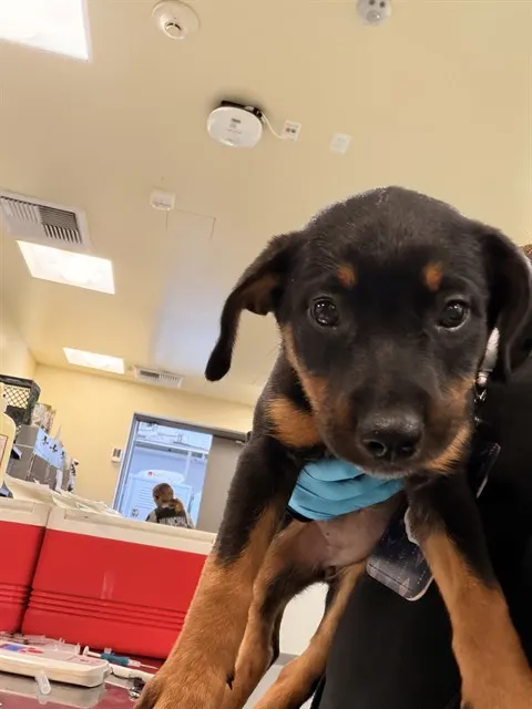 Roxy